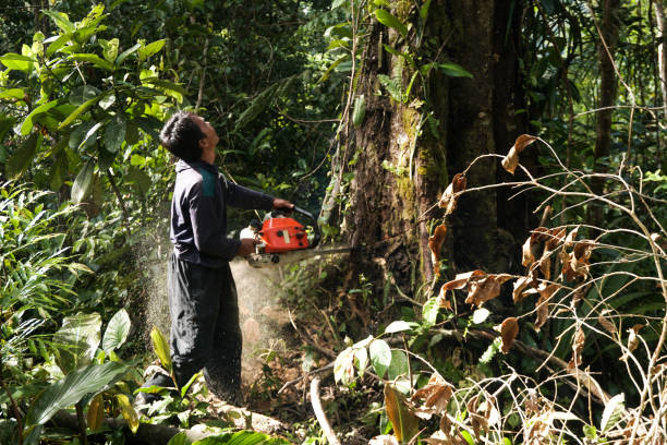 Best Hazardous Tree Removal  in USA